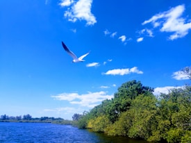 A seagull with outstretched wings soars through a bright blue sky dotted with scattered white clouds. Below, calm waters stretch across the foreground, bordered by lush green trees along the shoreline, creating a serene natural landscape.