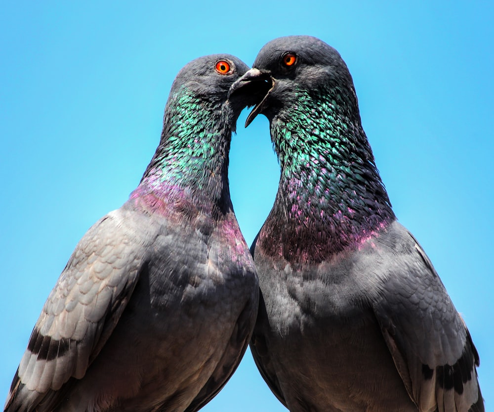 a couple of birds standing next to each other