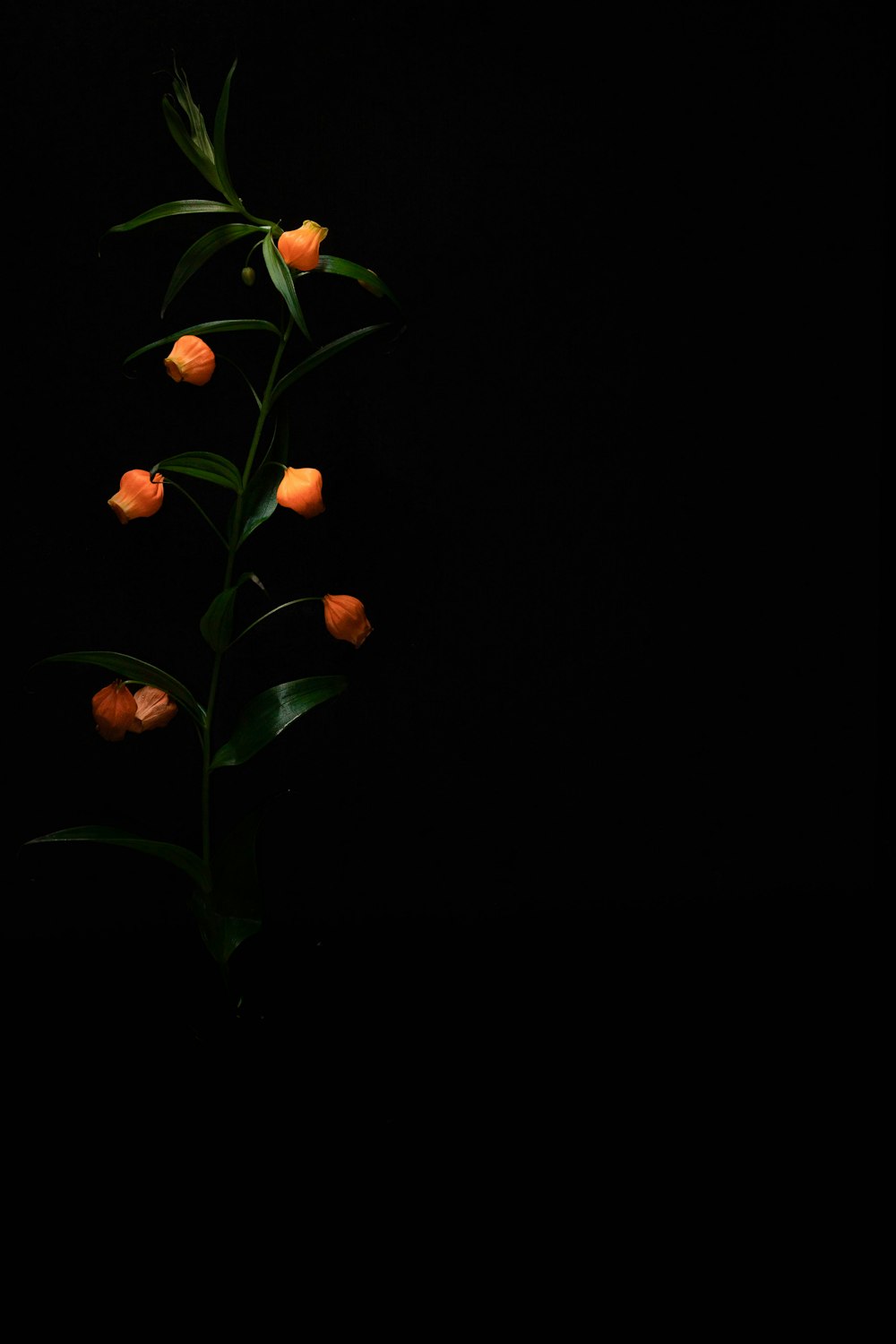 red flower with green leaves