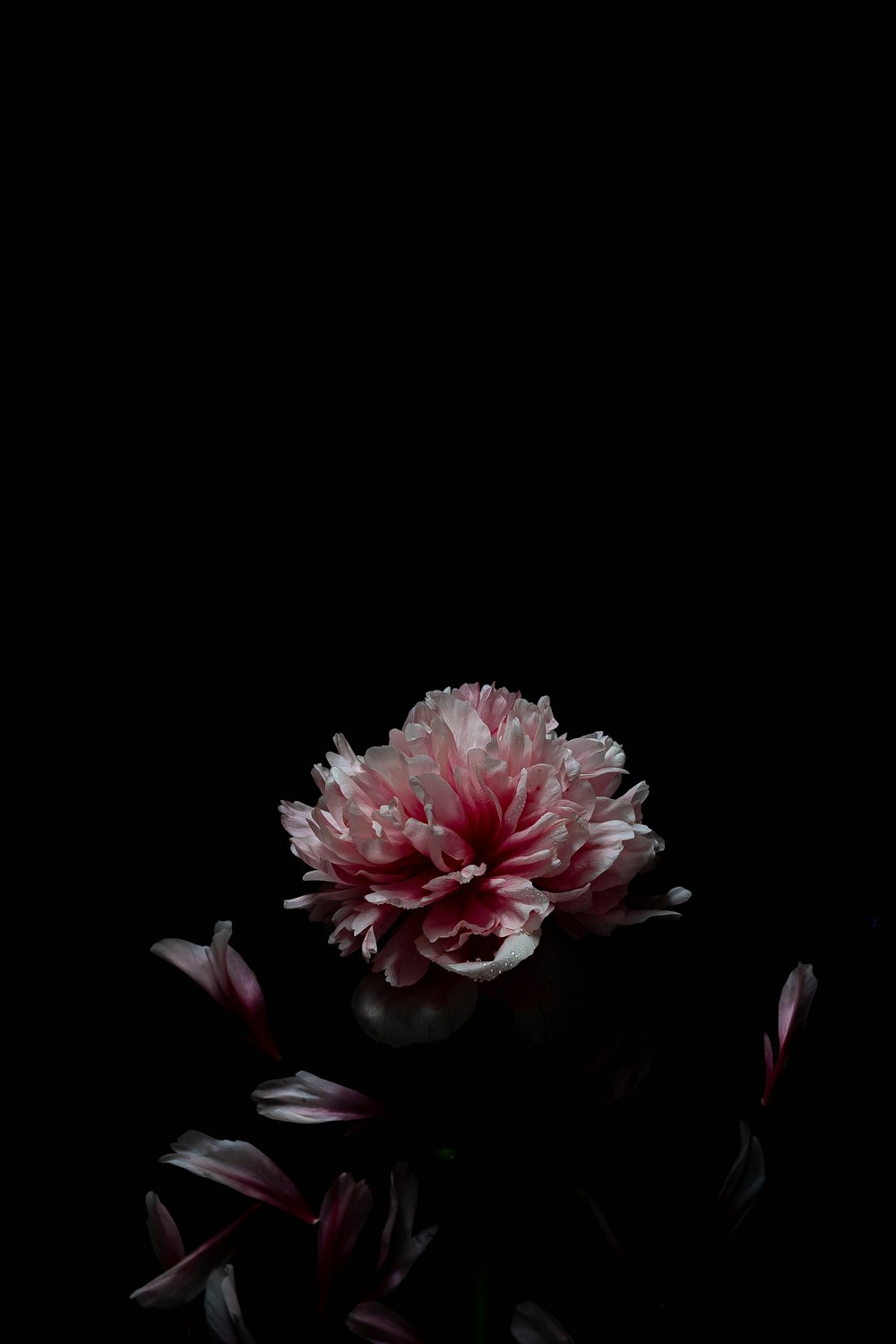 pink flower in black background