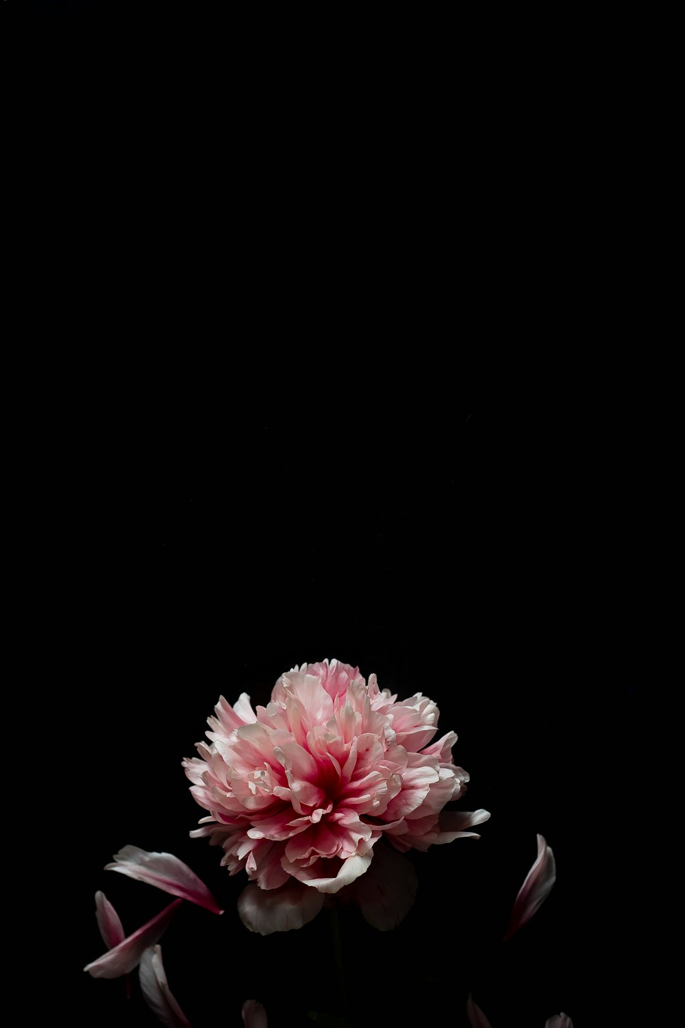 pink and white flower on black background