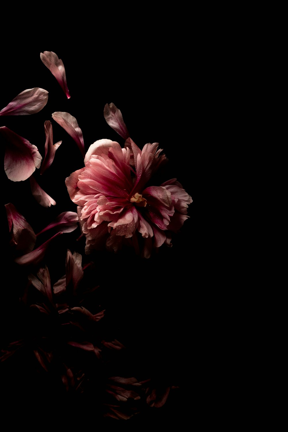 pink and white flower in black background