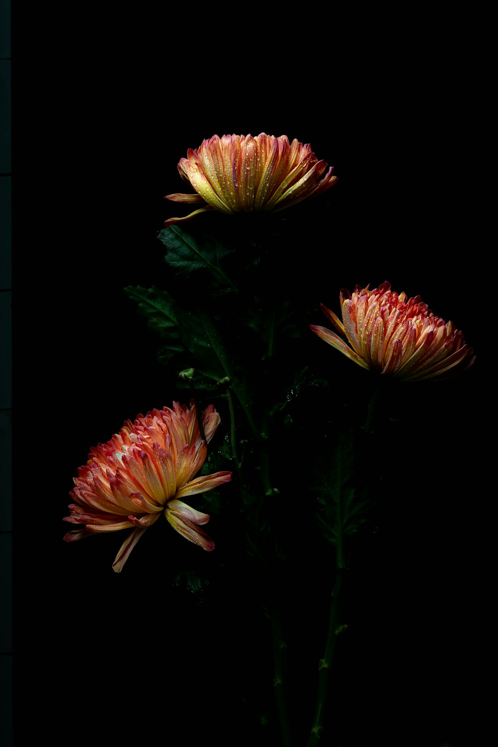 pink and yellow flower with green leaves