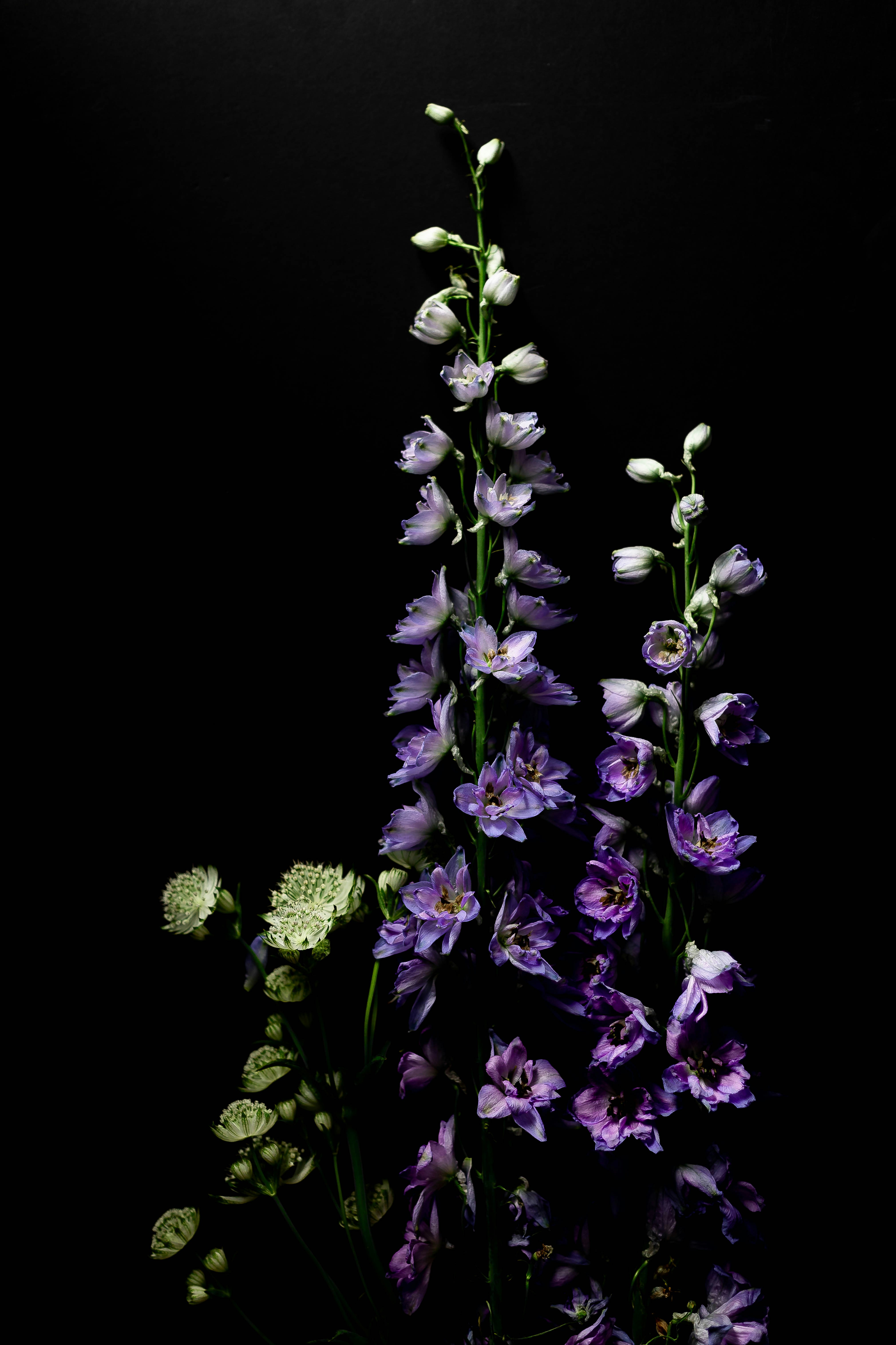 Purple and white flowers with black background
