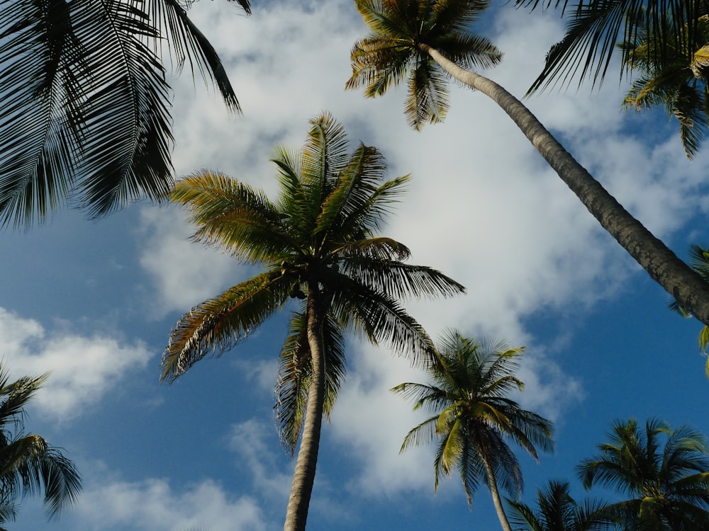 a group of palm trees against a cloudy blue sky