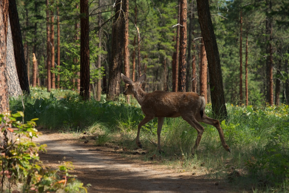 un cervo che cammina lungo una strada sterrata