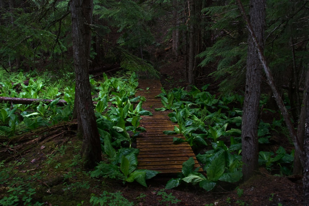 a wooden walkway in the middle of a forest