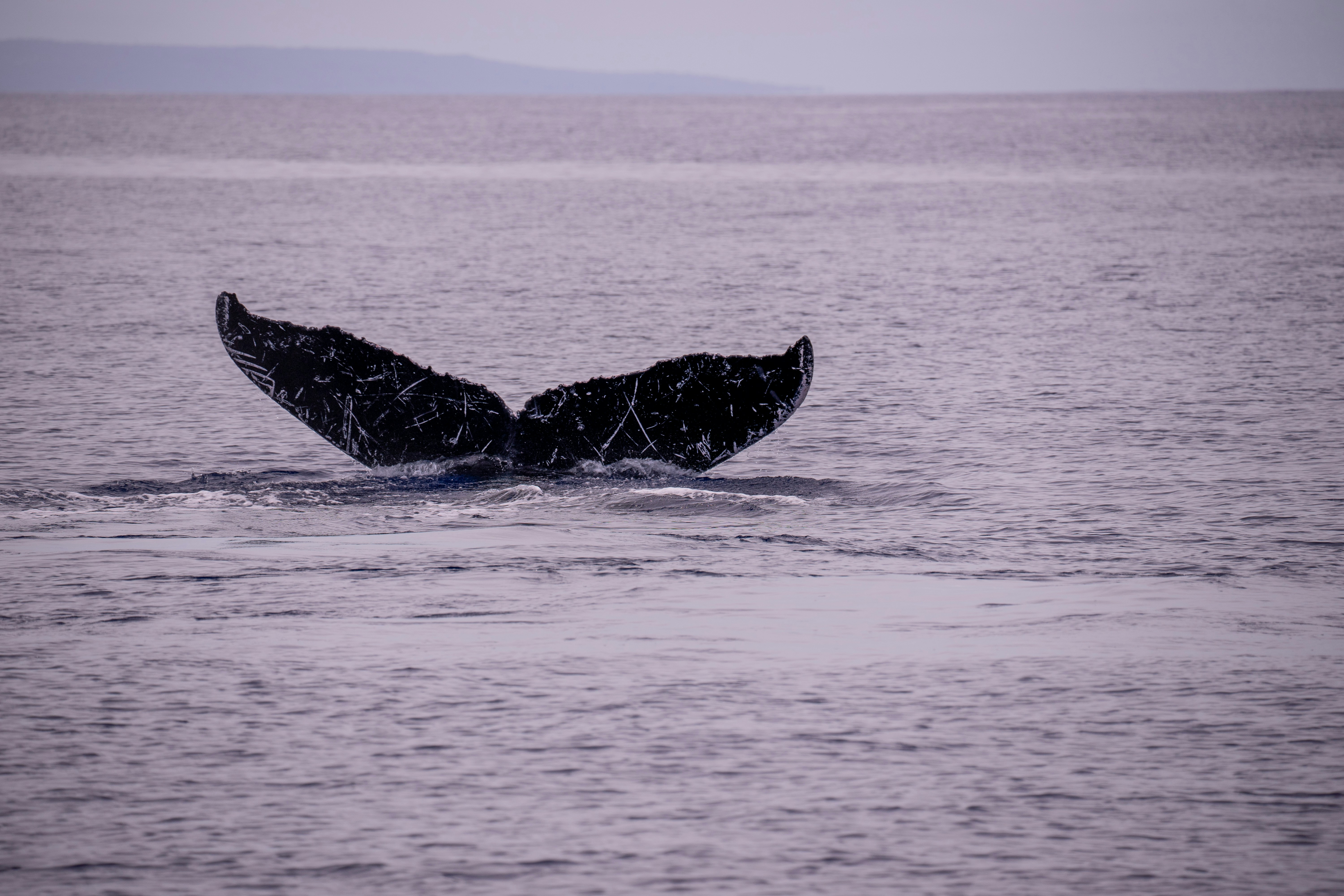 Una cola de ballena sale del agua