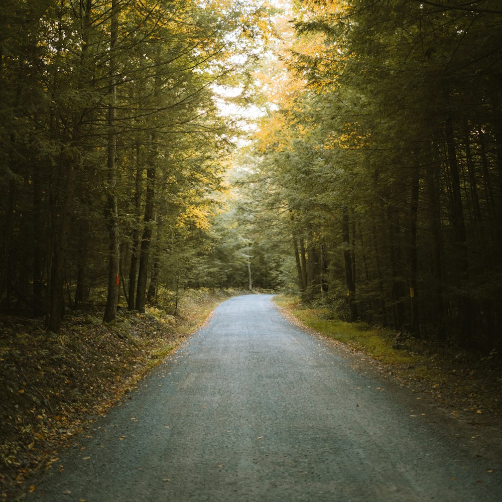 an empty road in the middle of a forest