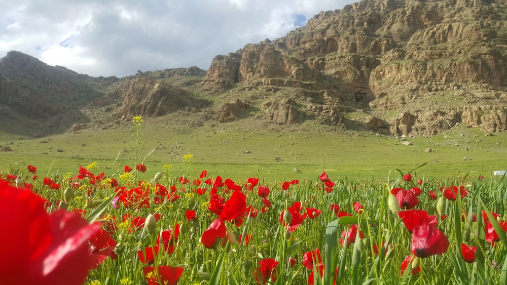 a field of red flowers with a mountain in the background