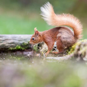 a red squirrel is standing on a log