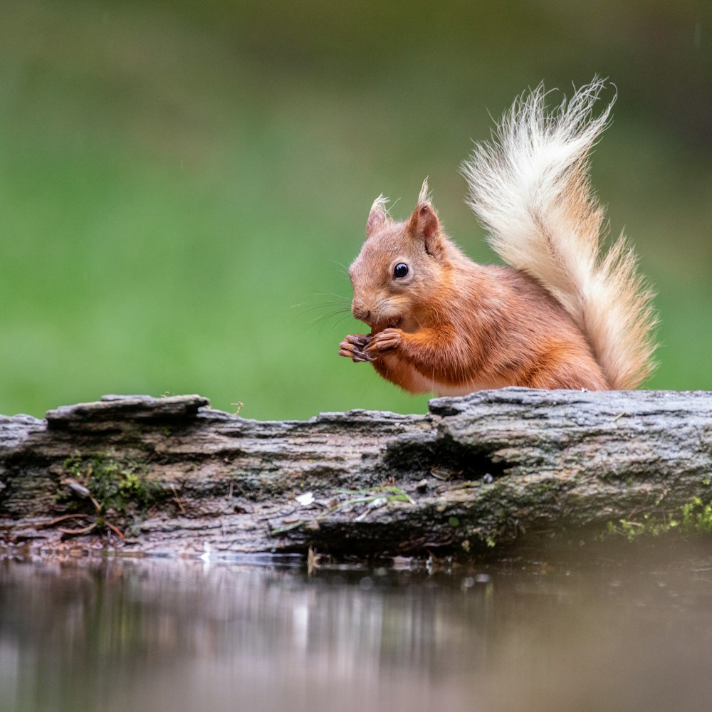 uno scoiattolo rosso seduto sopra un tronco