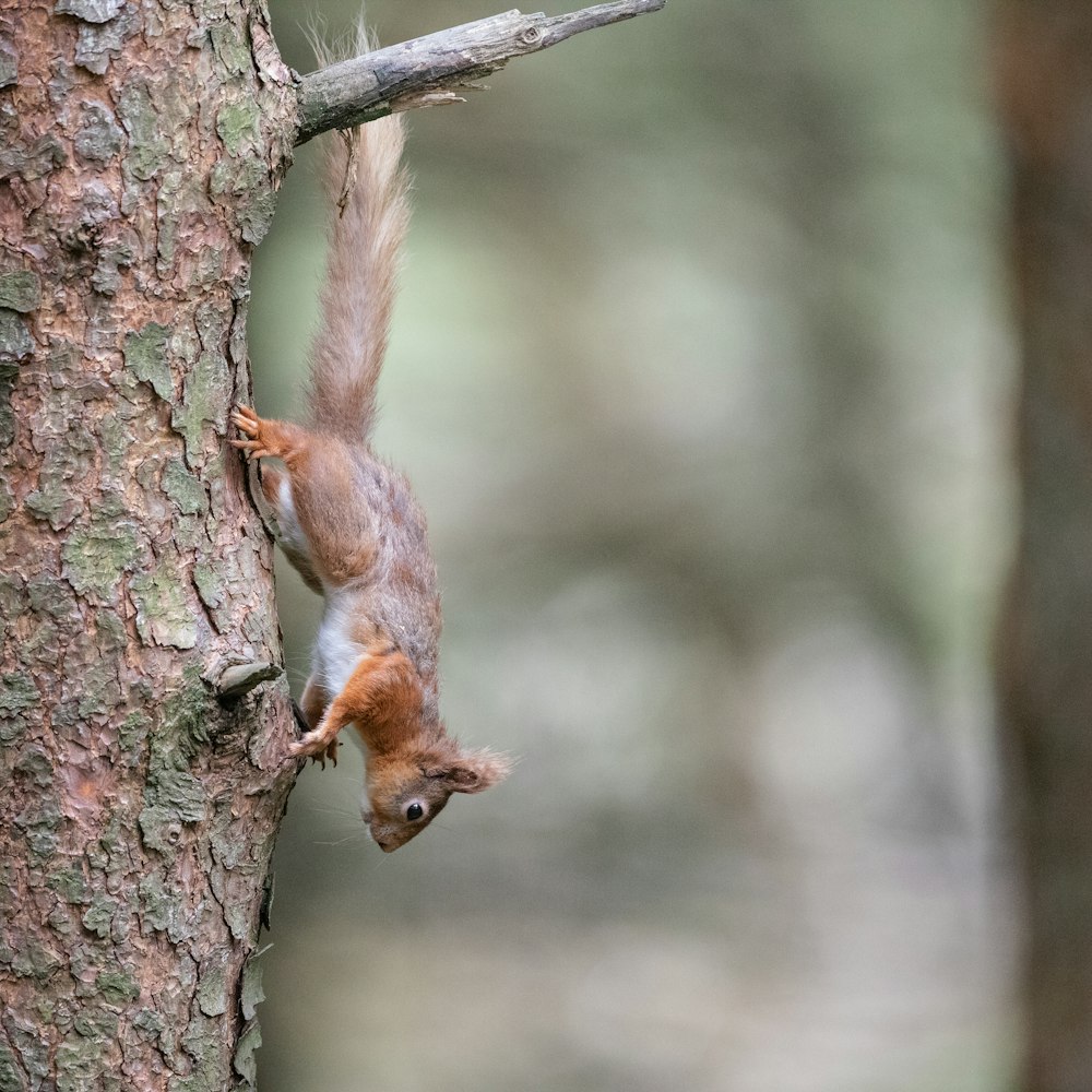 Ein Eichhörnchen klettert an der Seite eines Baumes hinauf