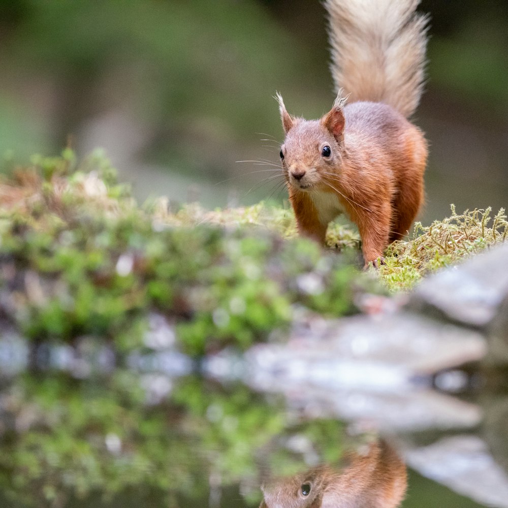 a red squirrel standing on top of a moss covered tree