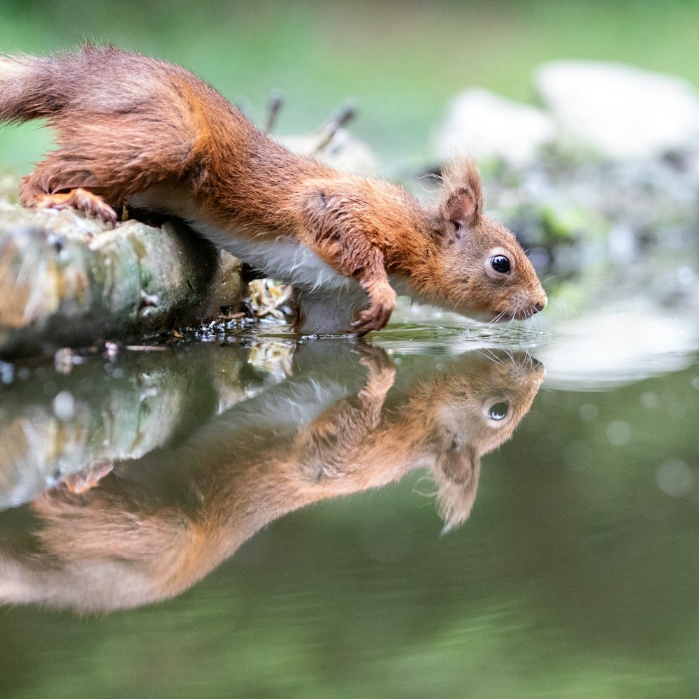a squirrel is standing on a rock in the water