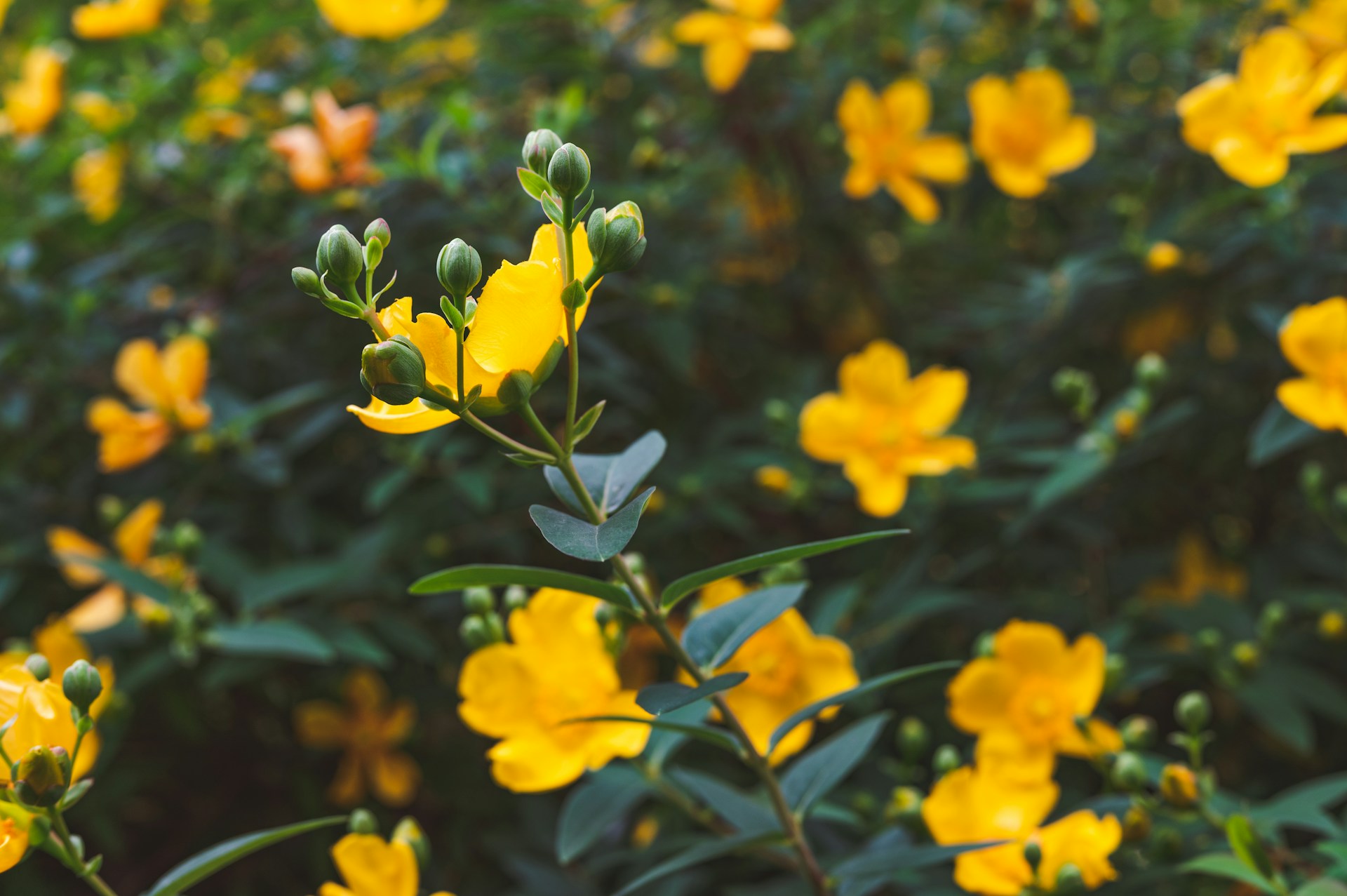 yellow flowers with green leaves