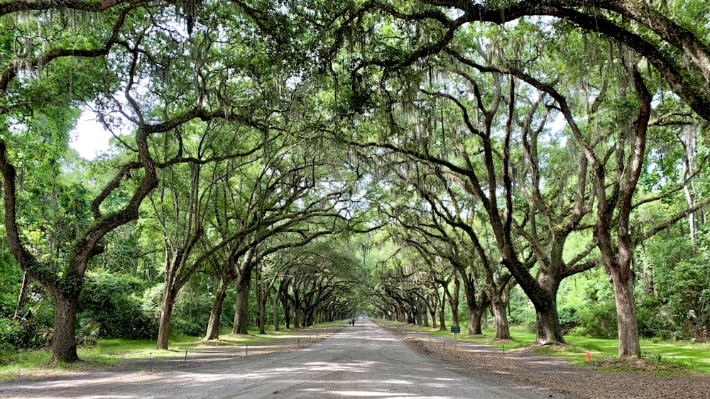 uma estrada alinhada com árvores com um fundo do céu