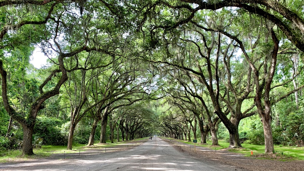 une route bordée d’arbres avec un fond de ciel