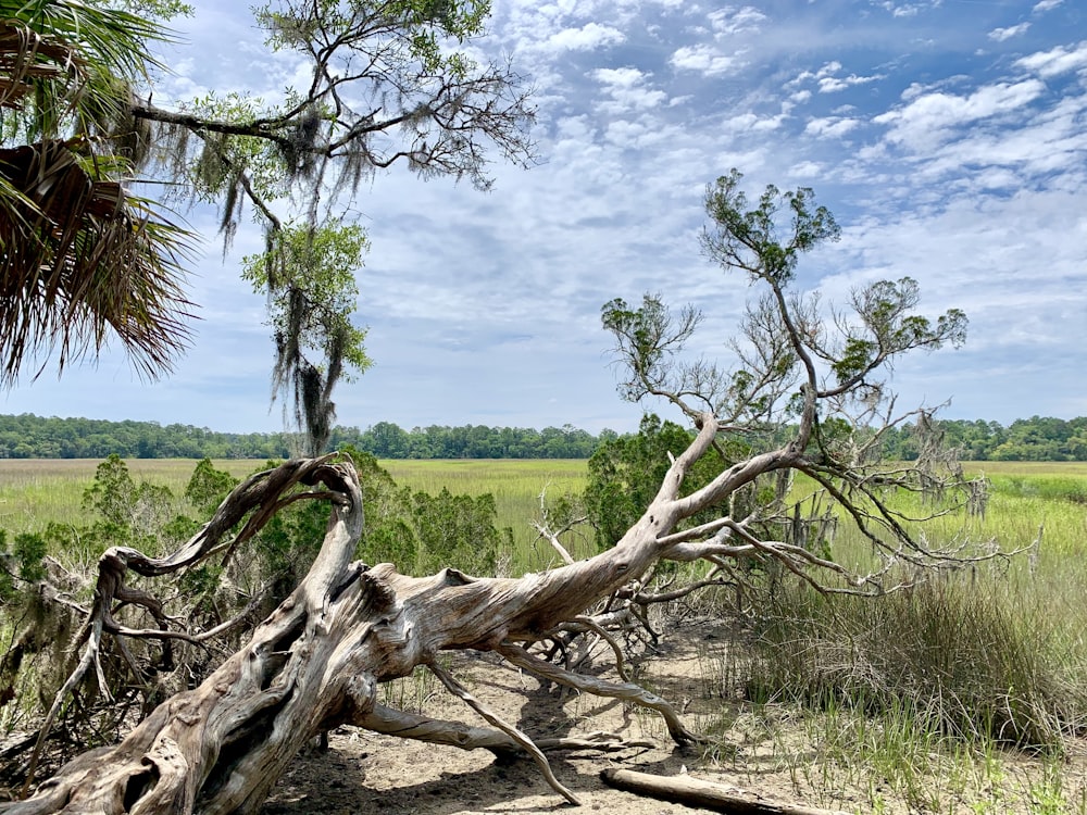 a fallen tree in the middle of a field