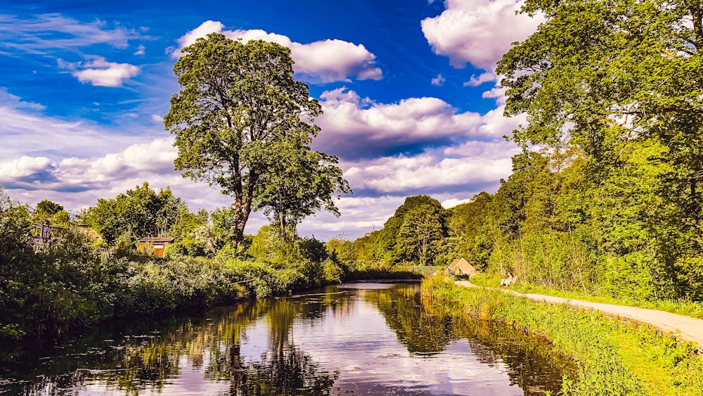 green trees beside river under blue sky during daytime