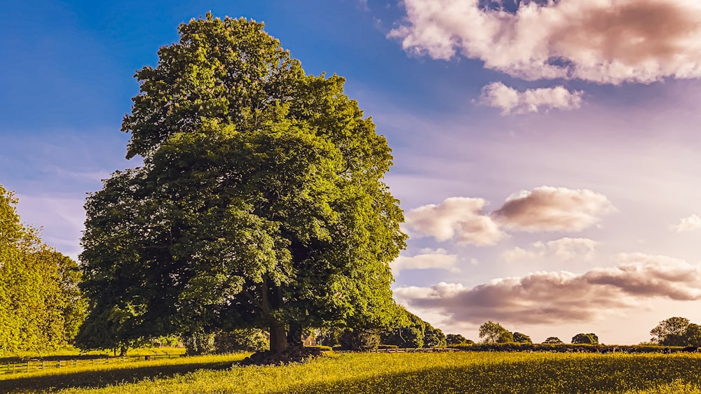 arbre vert sur le champ d’herbe verte sous le ciel bleu pendant la journée