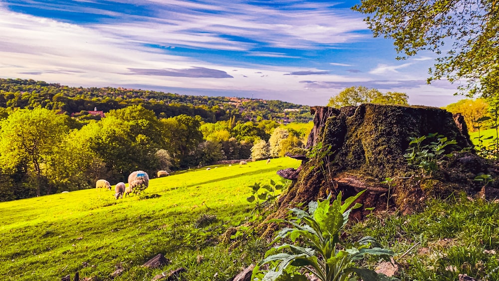 campo di erba verde sotto il cielo blu durante il giorno