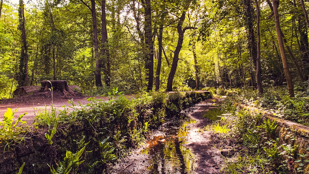 green trees and plants on river