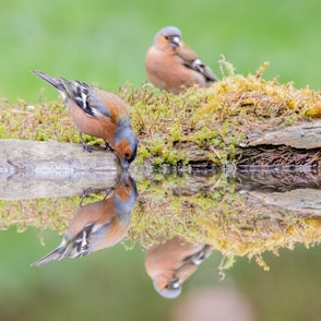 a couple of birds sitting on top of a moss covered log
