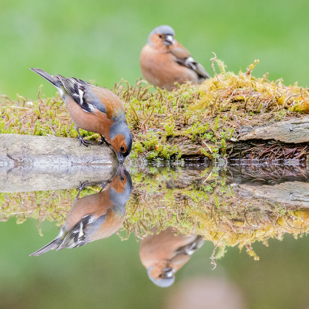 a couple of birds sitting on top of a moss covered log