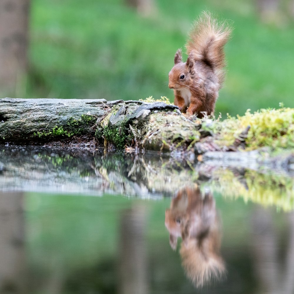 a small squirrel is standing on a log