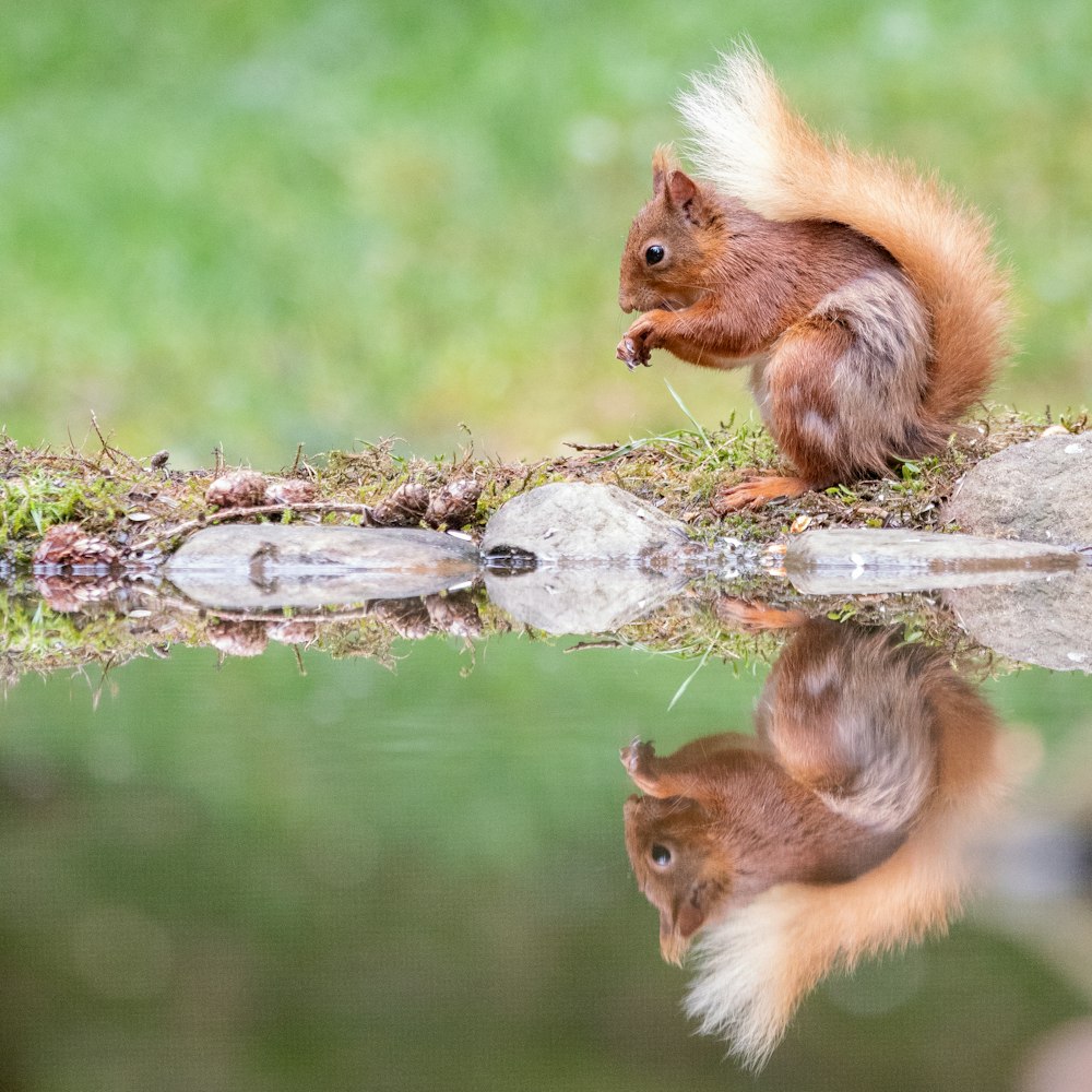 a red squirrel sitting on top of a rock next to a puddle of water