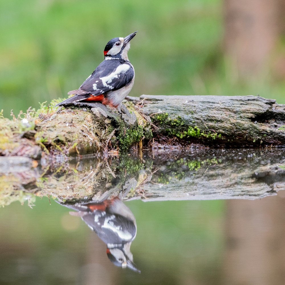 a small bird perched on a tree branch