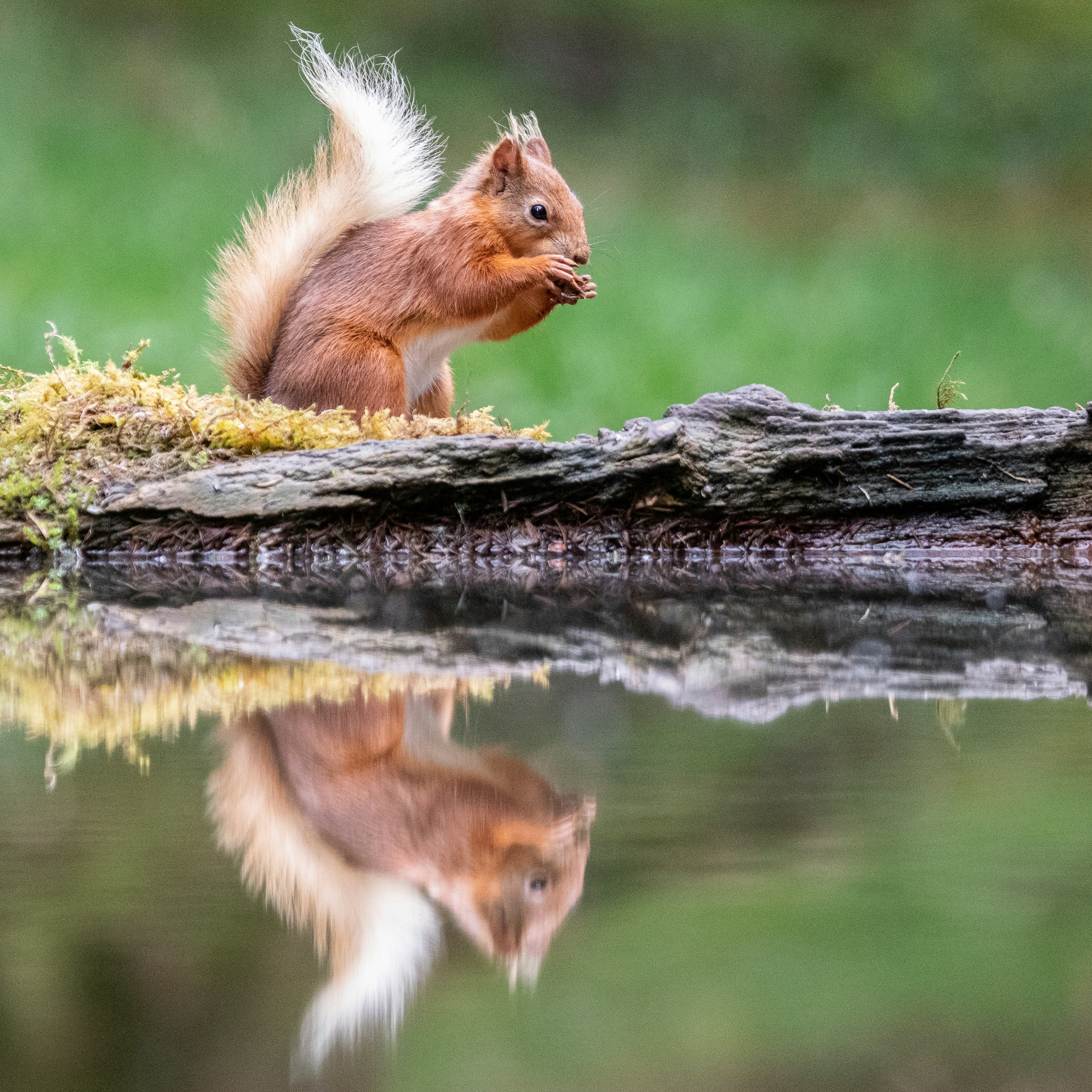 A squirrel is standing on a log by the water photo – Free Reflection ...