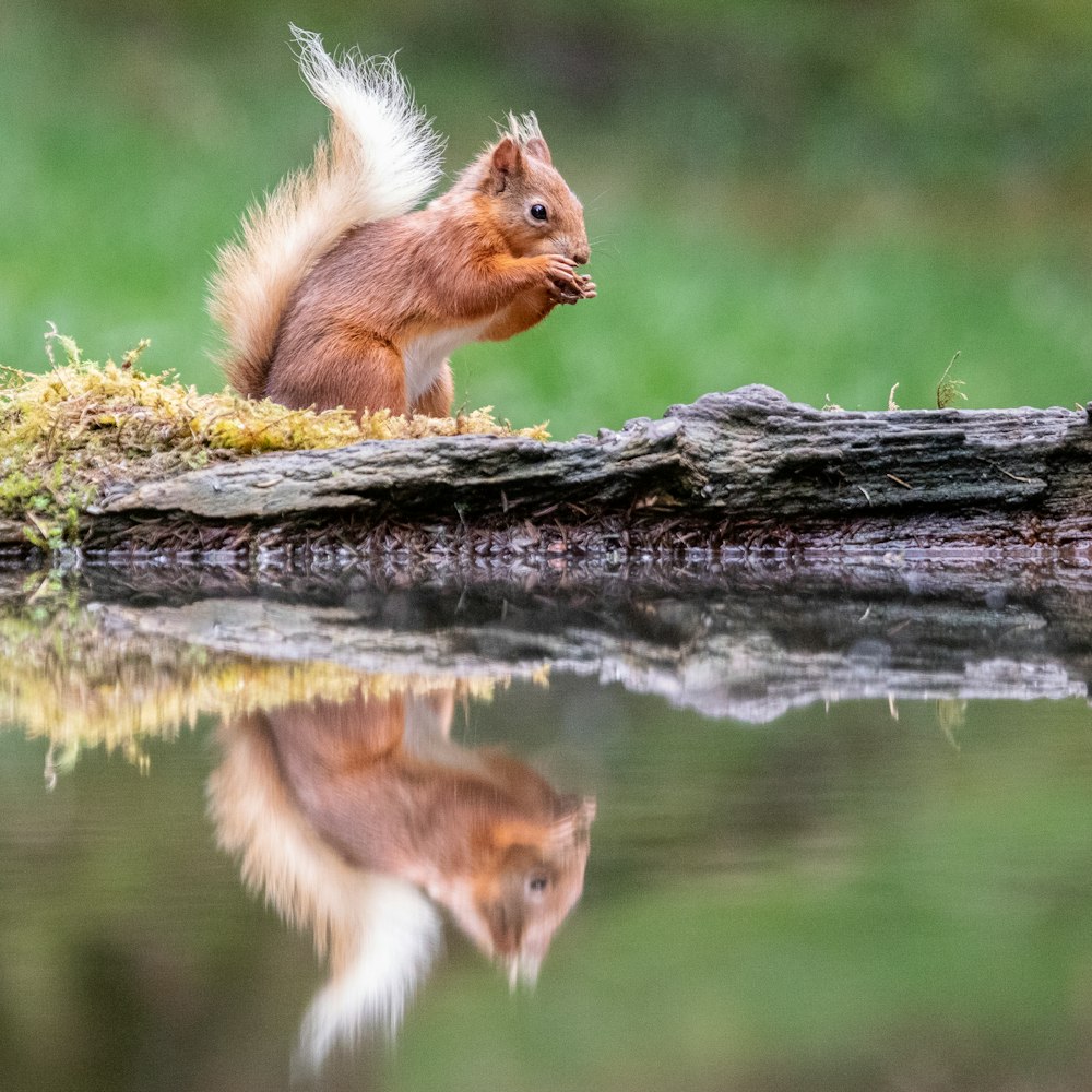 a squirrel is standing on a log by the water