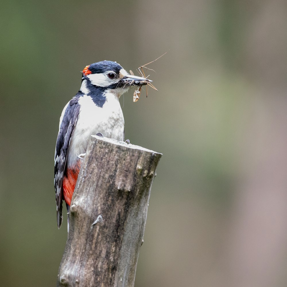 a small bird with a piece of food in its mouth