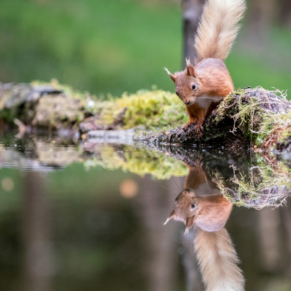 a red squirrel sitting on top of a moss covered log