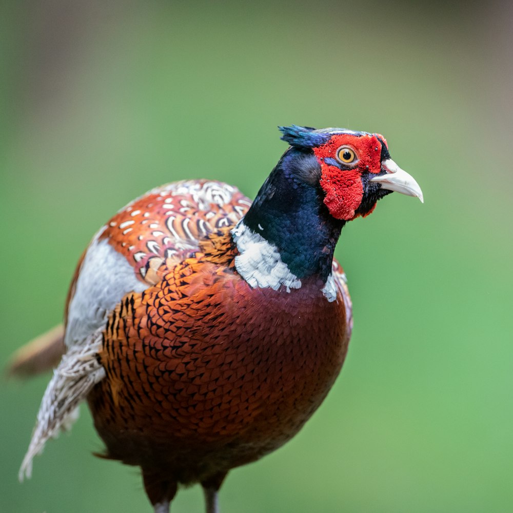 Un primo piano di un uccello con uno sfondo sfocato