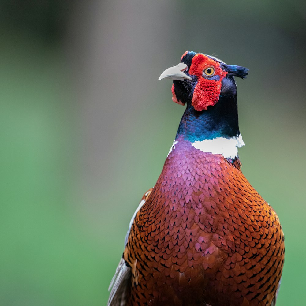 a close up of a colorful bird with a blurry background