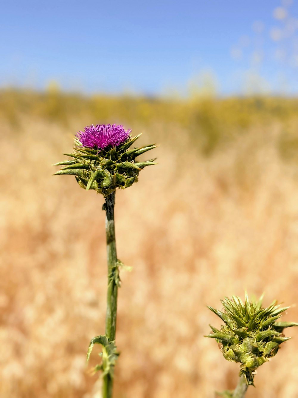 a purple flower in the middle of a field