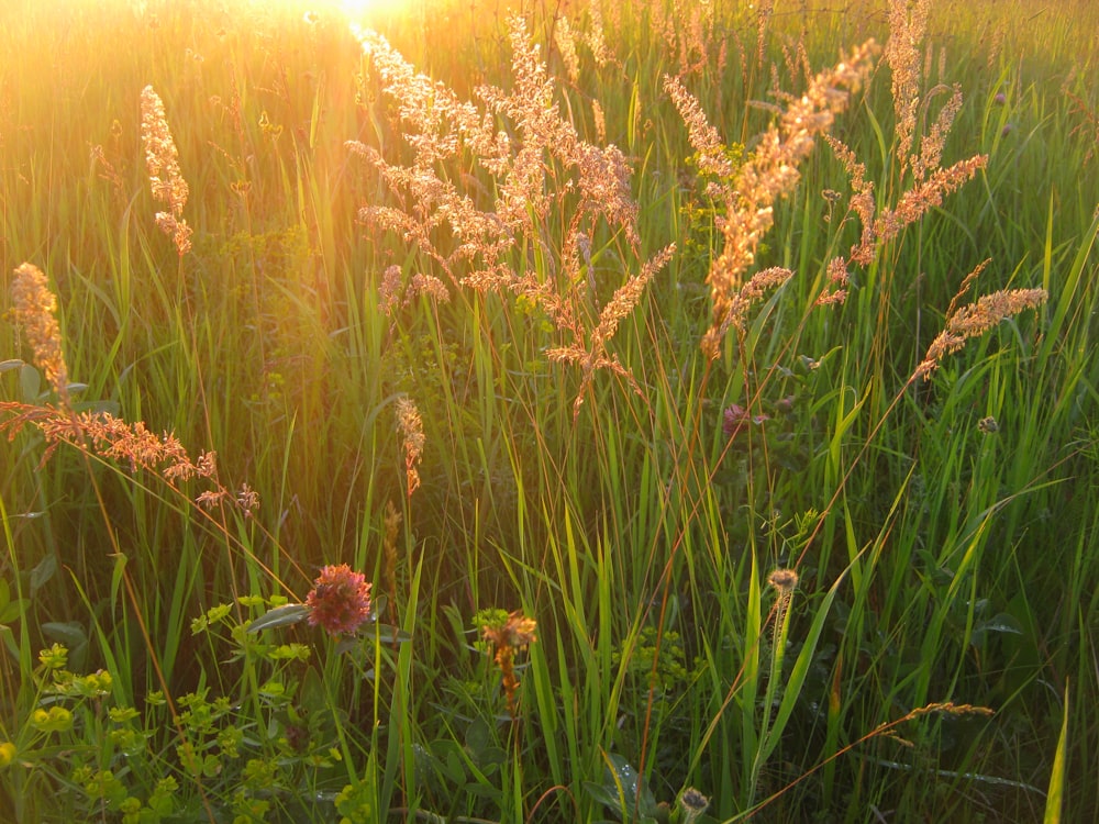 a field of tall grass with the sun in the background