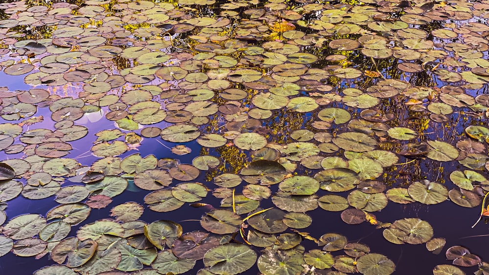 green and brown leaves on water