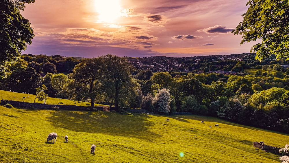 green grass field with trees during daytime