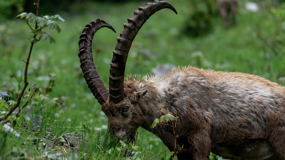 an animal with long horns standing in a field