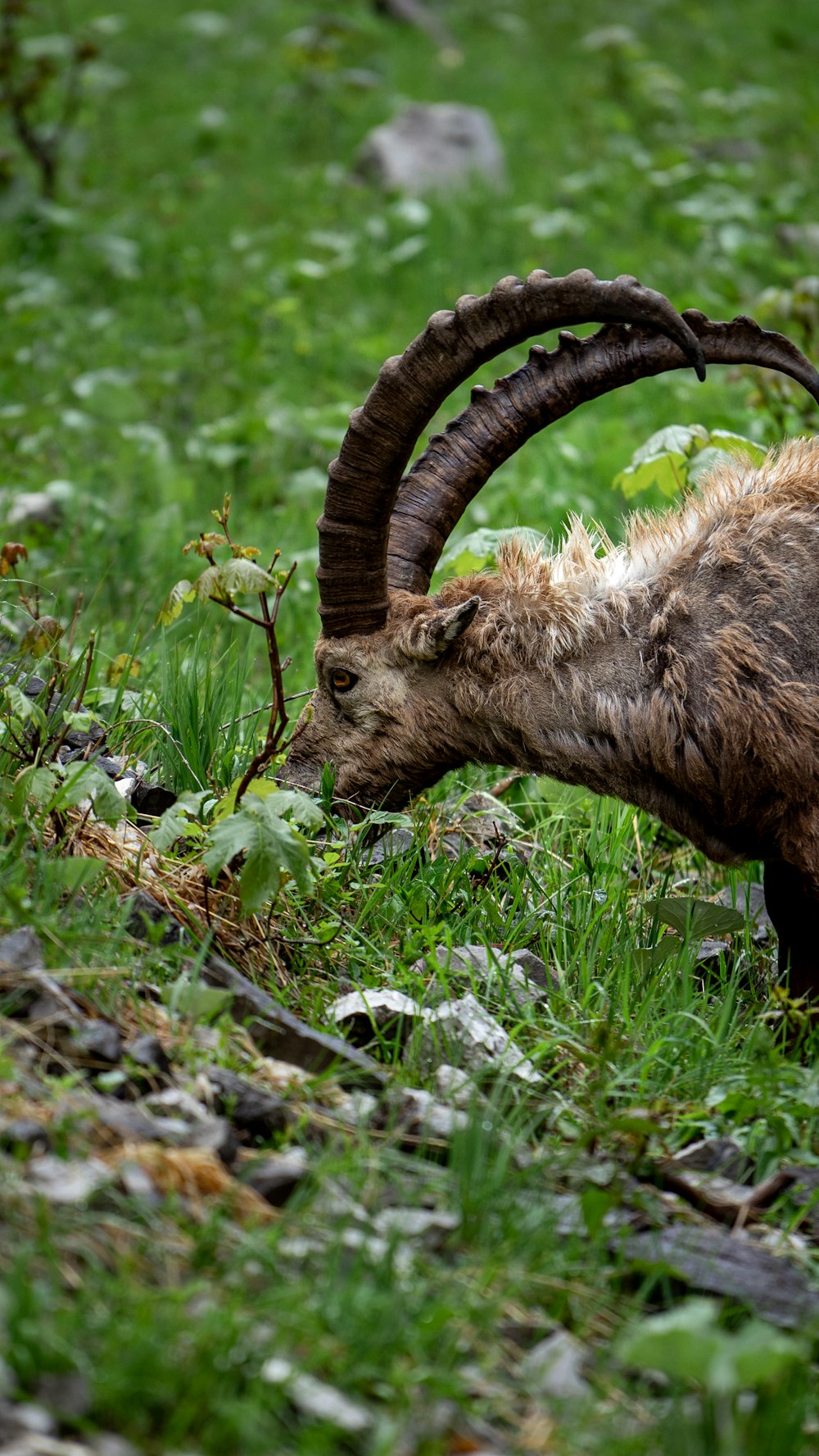 a goat with long horns grazing in the grass
