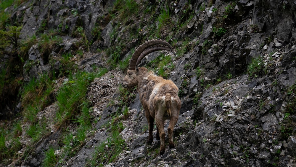 a mountain goat standing on a rocky hillside