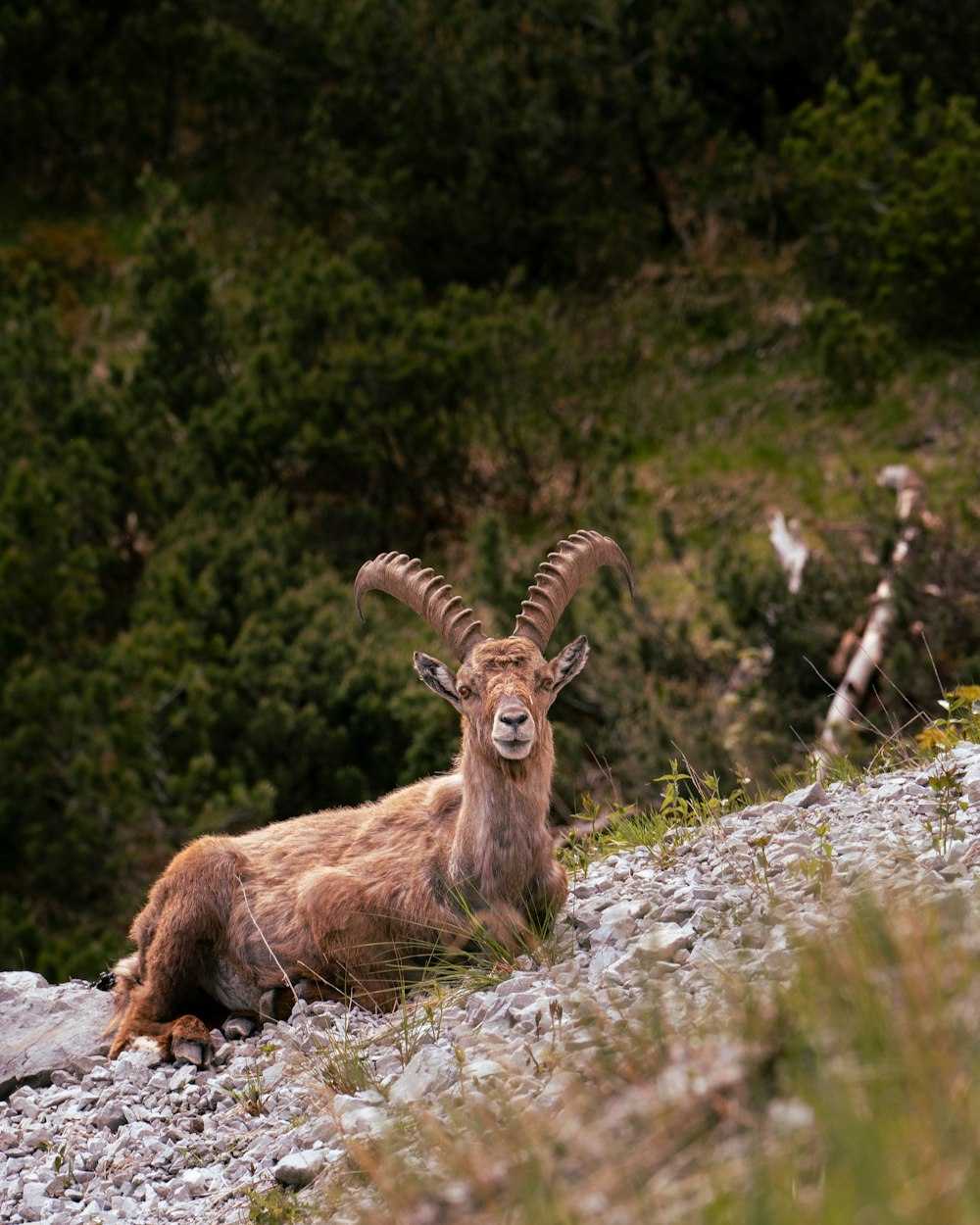 a mountain goat laying down on a rocky hillside