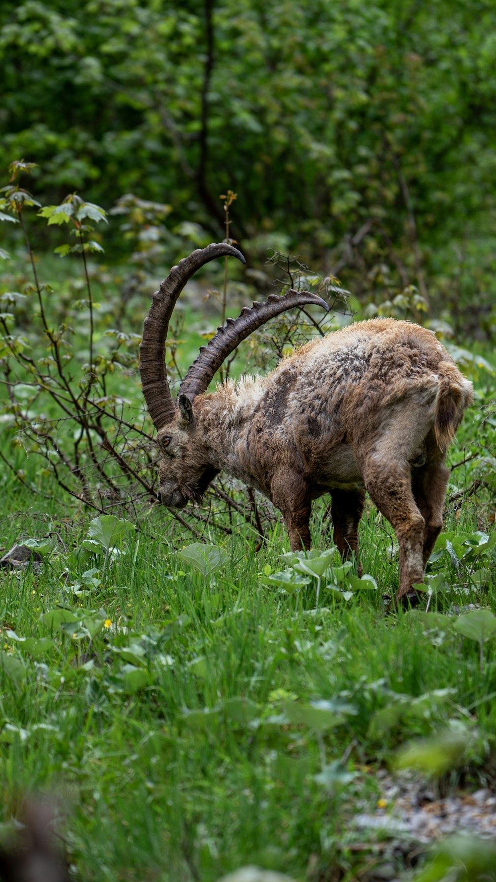 a horned animal grazing in a field of grass