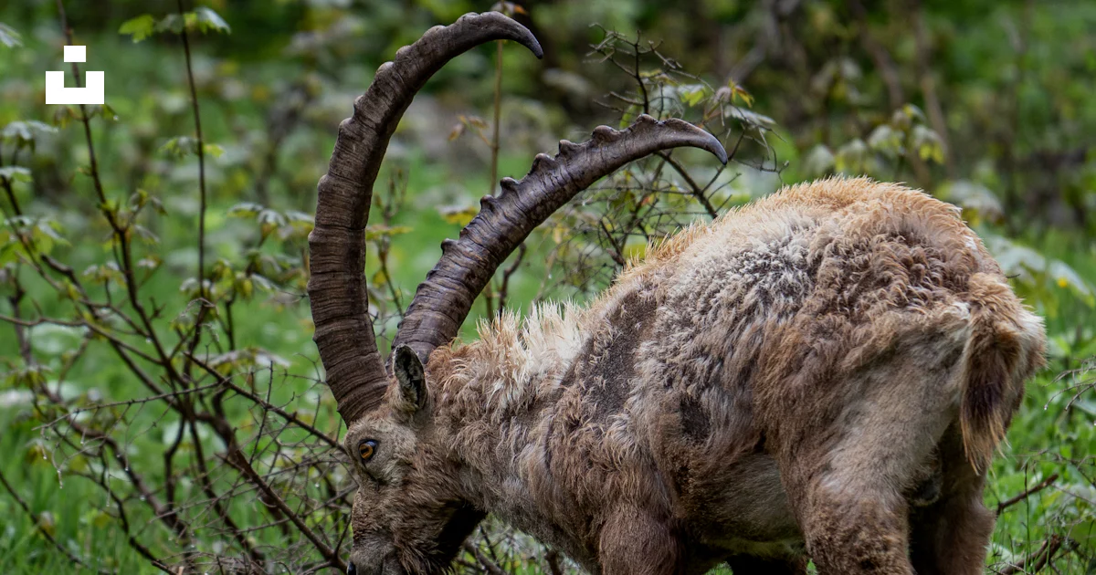 Un animal à cornes broutant dans un champ d’herbe photo – Photo ...