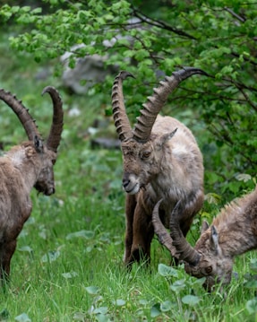 Three wild goats with large, curved horns graze on lush green grass surrounded by leafy foliage. Their fur is a light brown color, and the environment suggests a natural, forested area.