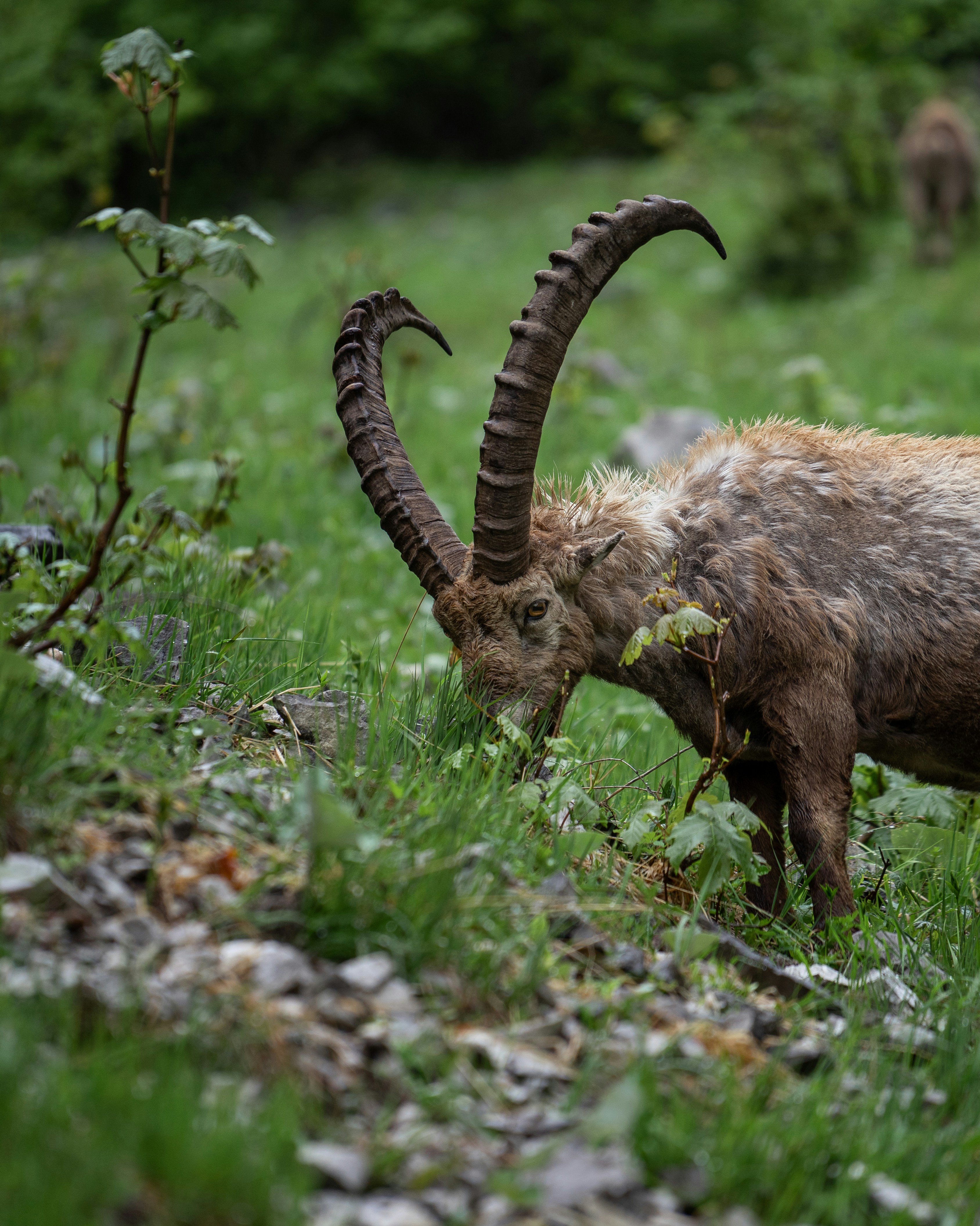 a goat with long horns grazing in a field